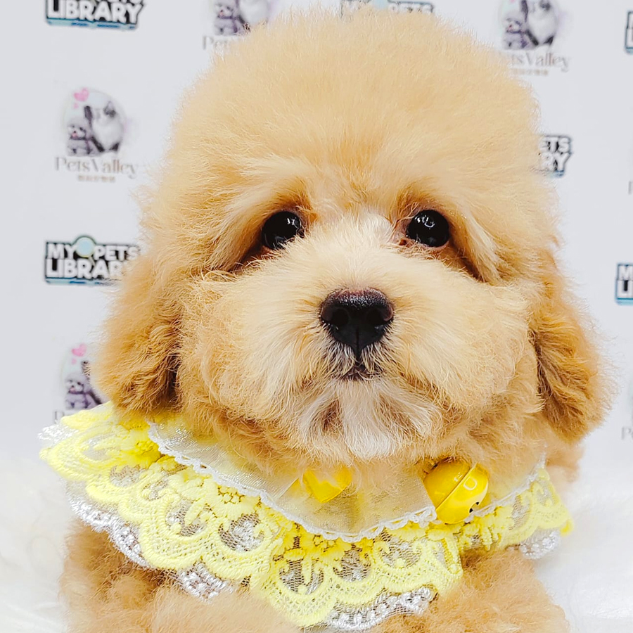 Toy Poodle Puppy