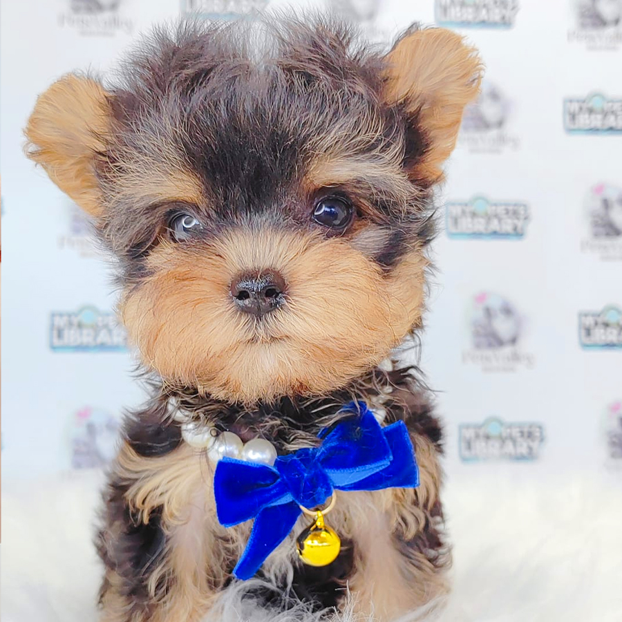 Yorkshire Terrier Puppy