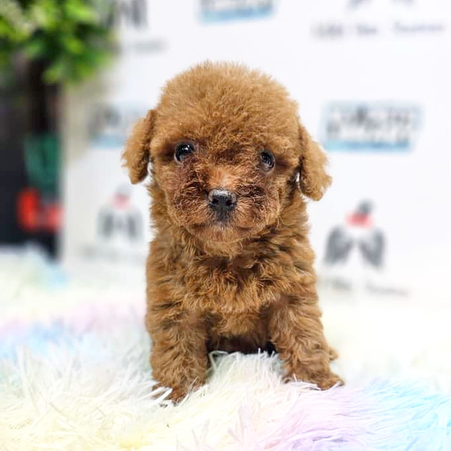 Tiny Poodle Puppy