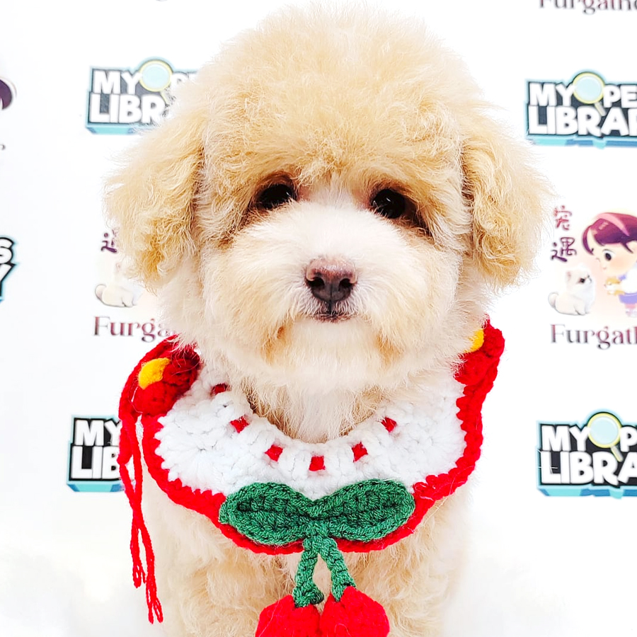 Maltipoo Puppy