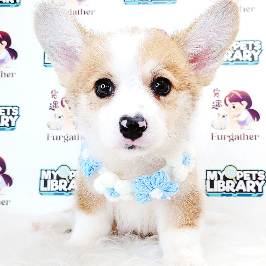 Corgi Puppy