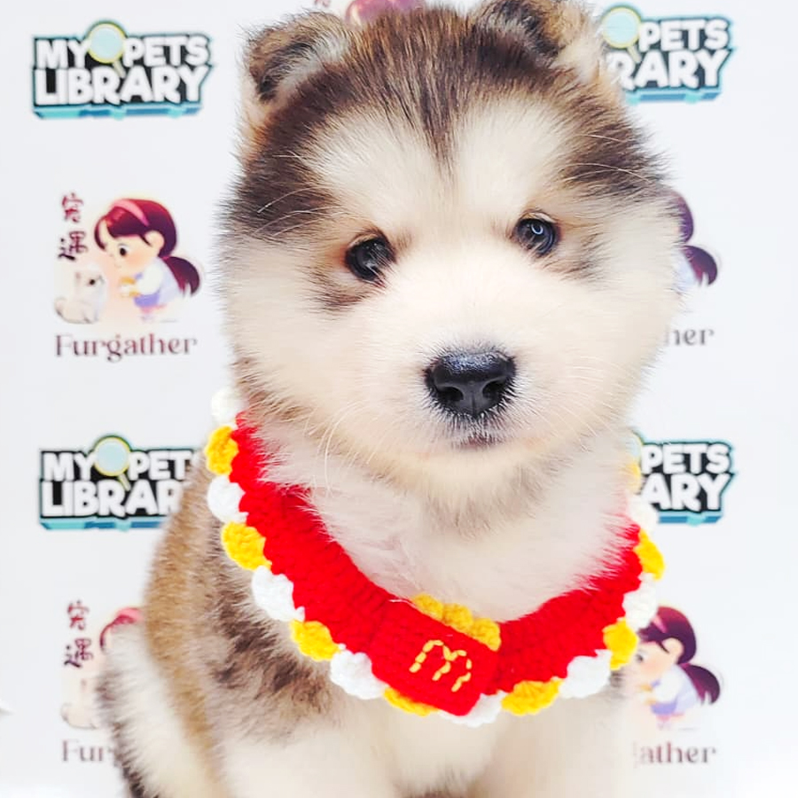 Alaskan Malamute Puppy