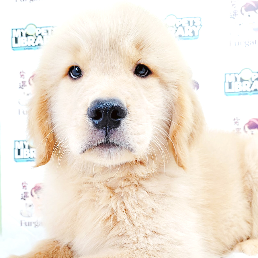 Golden Retriever Puppy