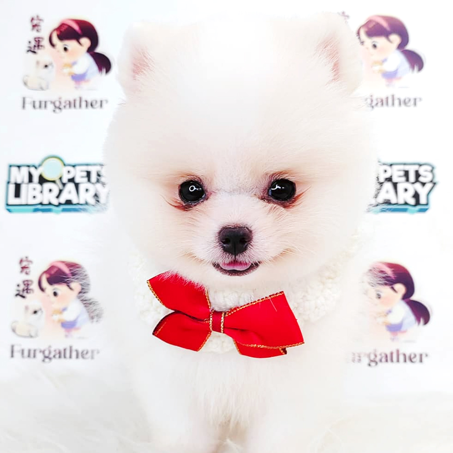 Tiny Pomeranian Puppy