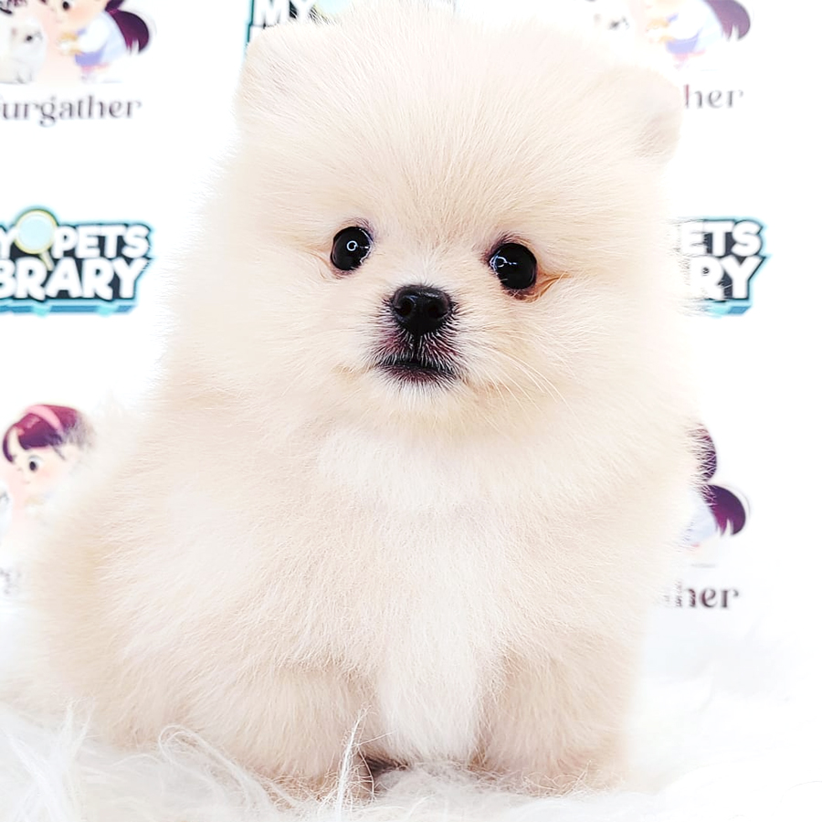 Tiny Pomeranian Puppy