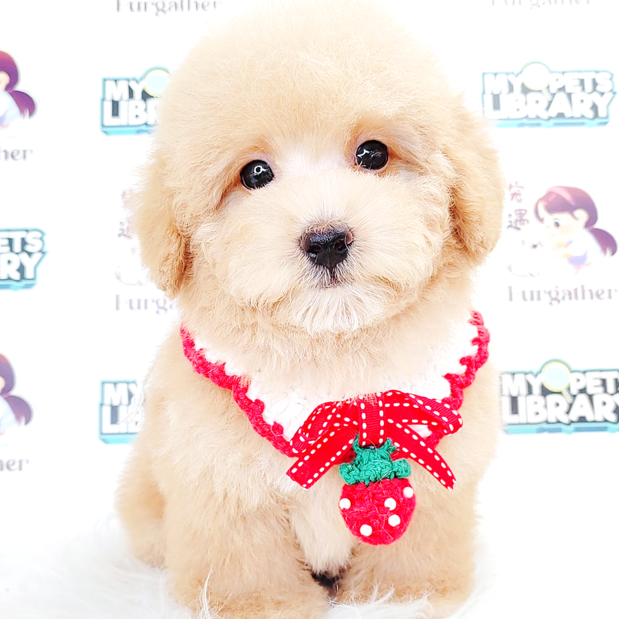 Toy Poodle Puppy