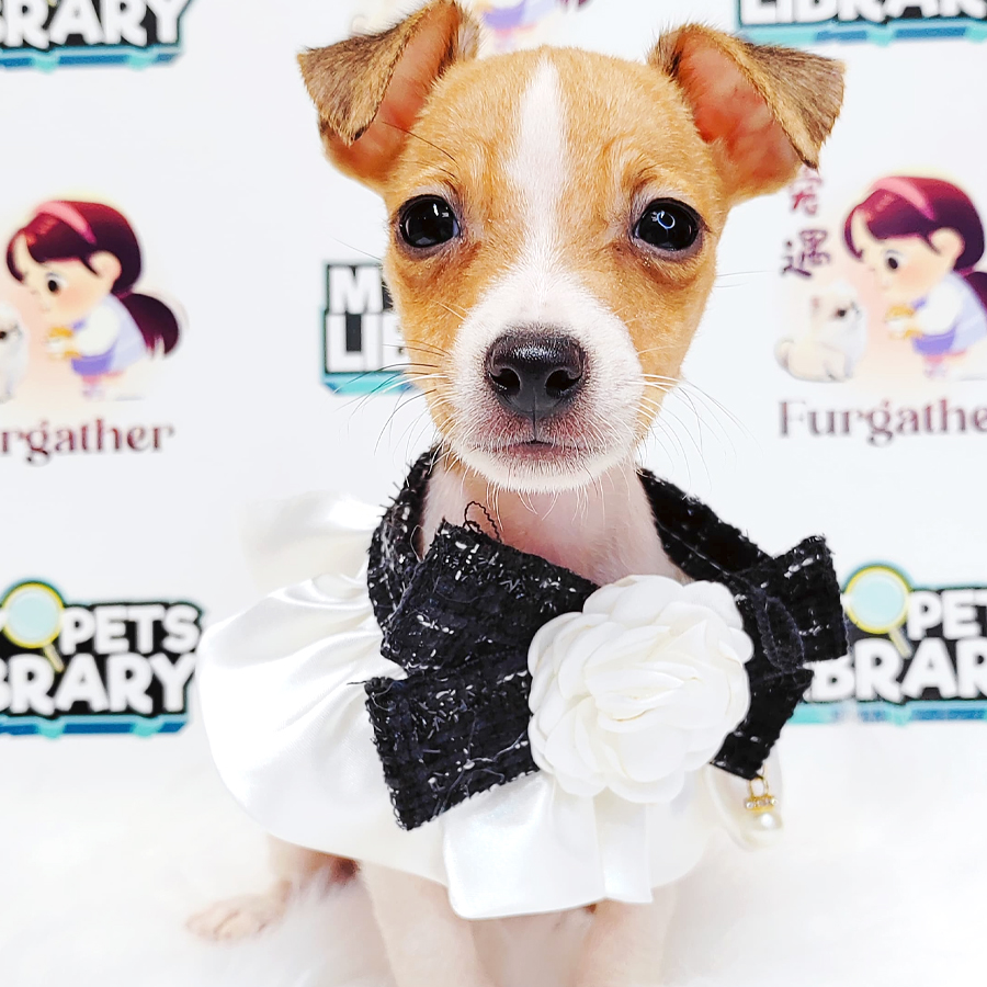 Jack Russell Terrier Puppy