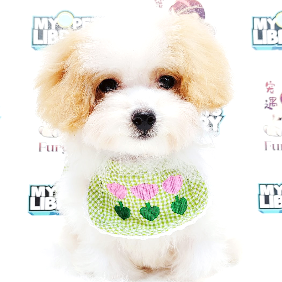 Maltipoo Puppy