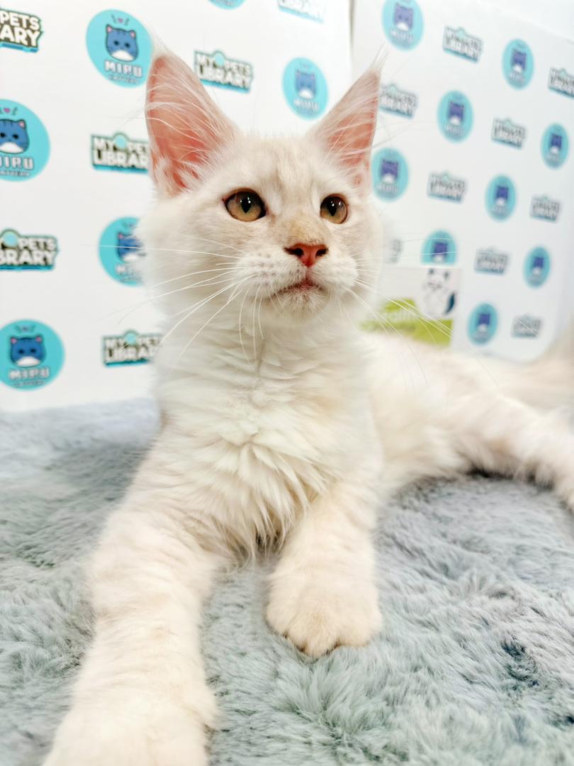 Maine Coon Kitten