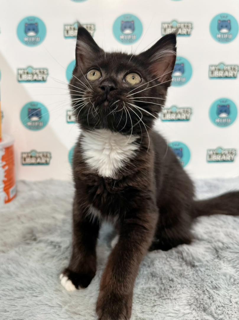 Maine Coon British Shorthair Kitten
