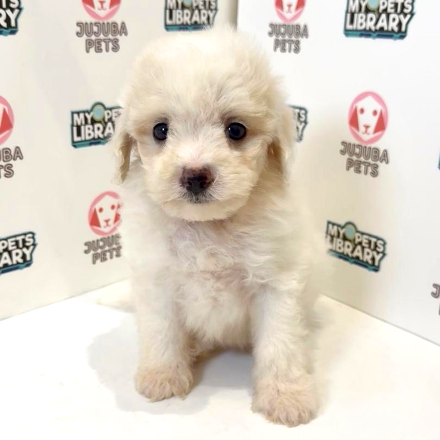 Maltipoo Puppy
