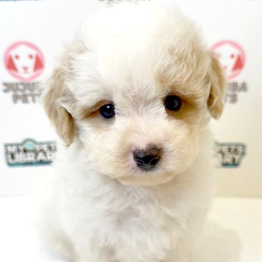 Maltipoo Puppy