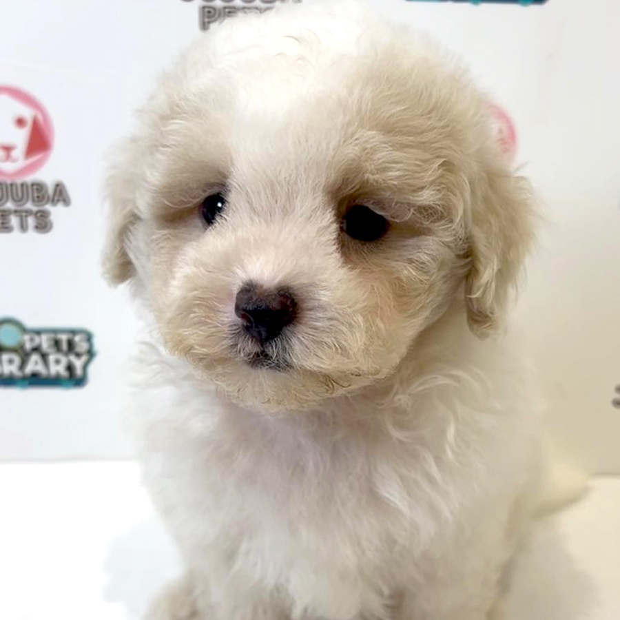 Maltipoo Puppy