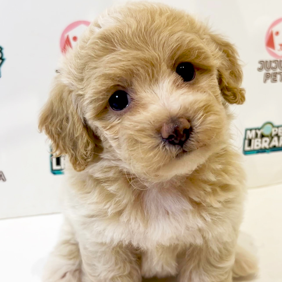 Poochon Puppy