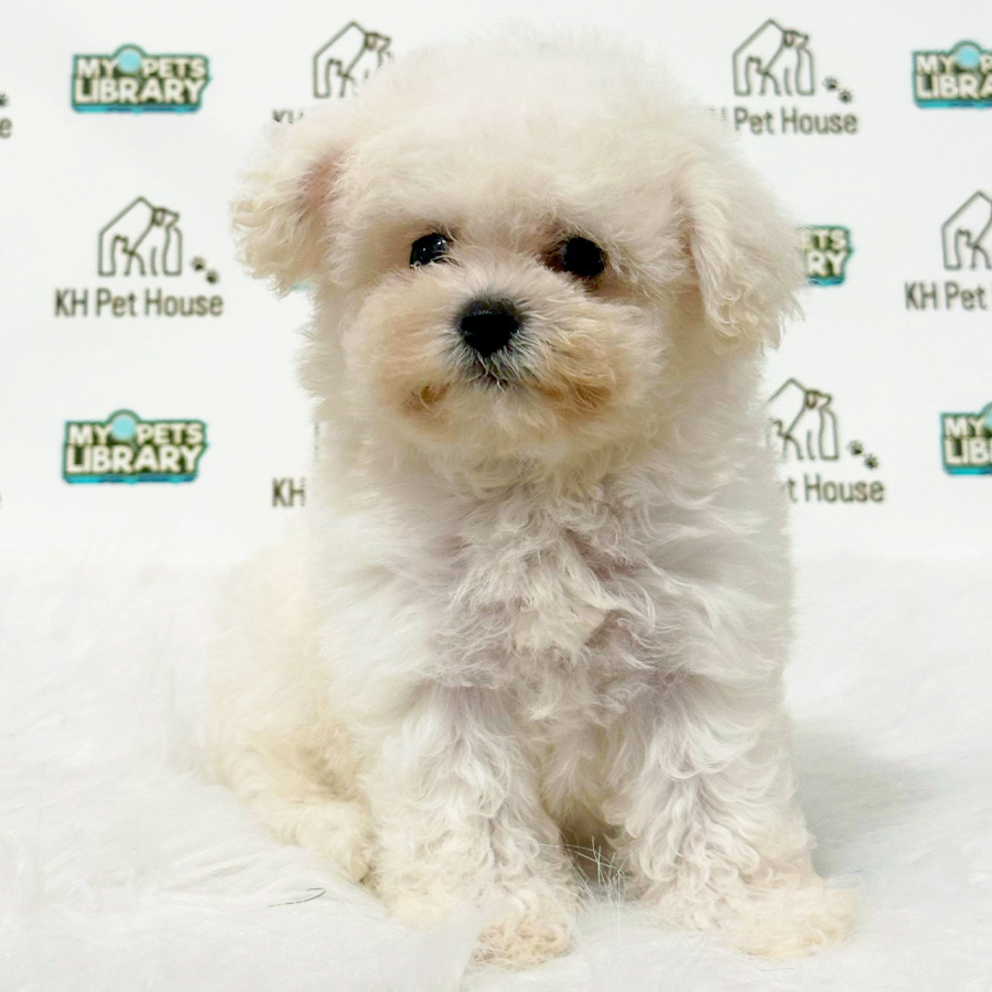 Bichon Frise Puppy