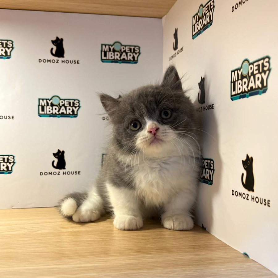 Minuet Napoleon Kitten