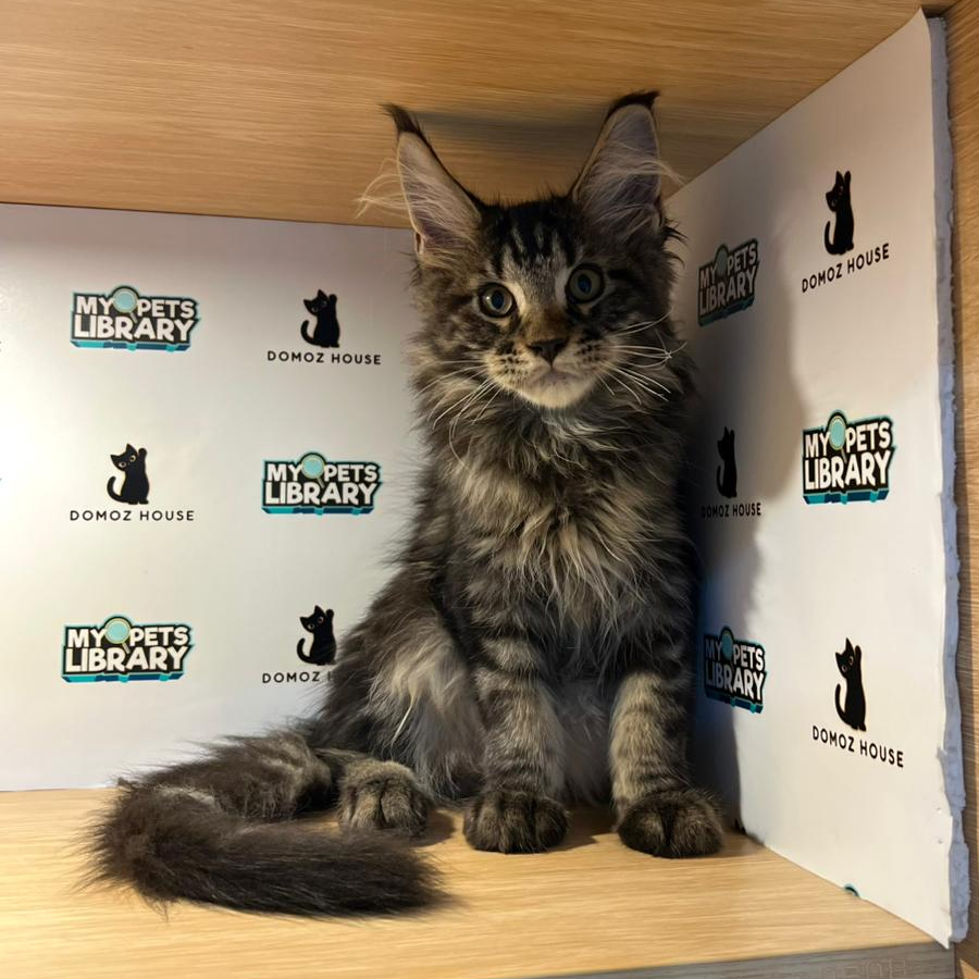 Maine Coon Kitten