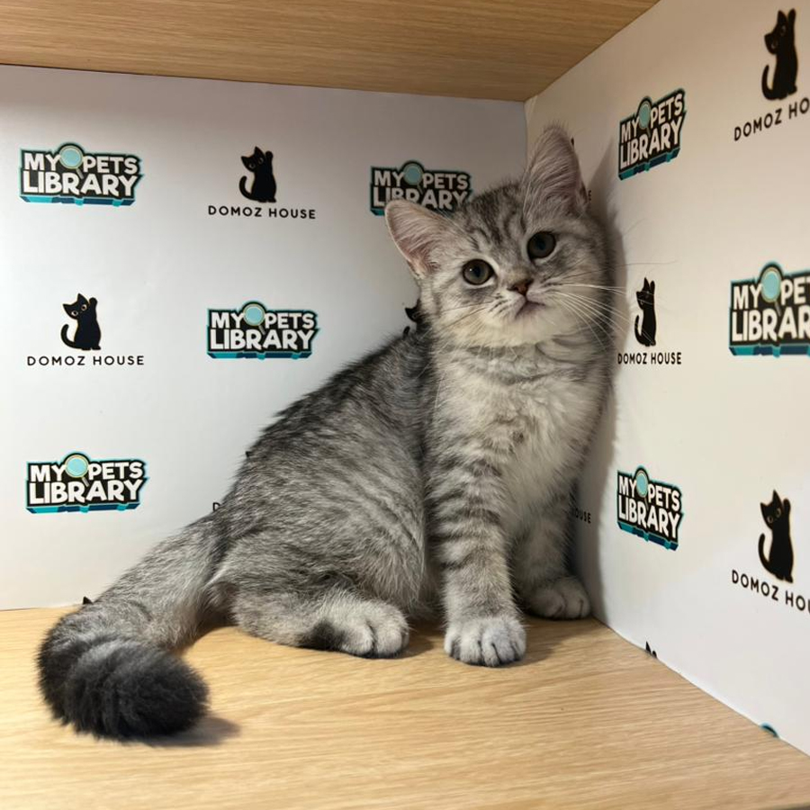 British Shorthair Kitten