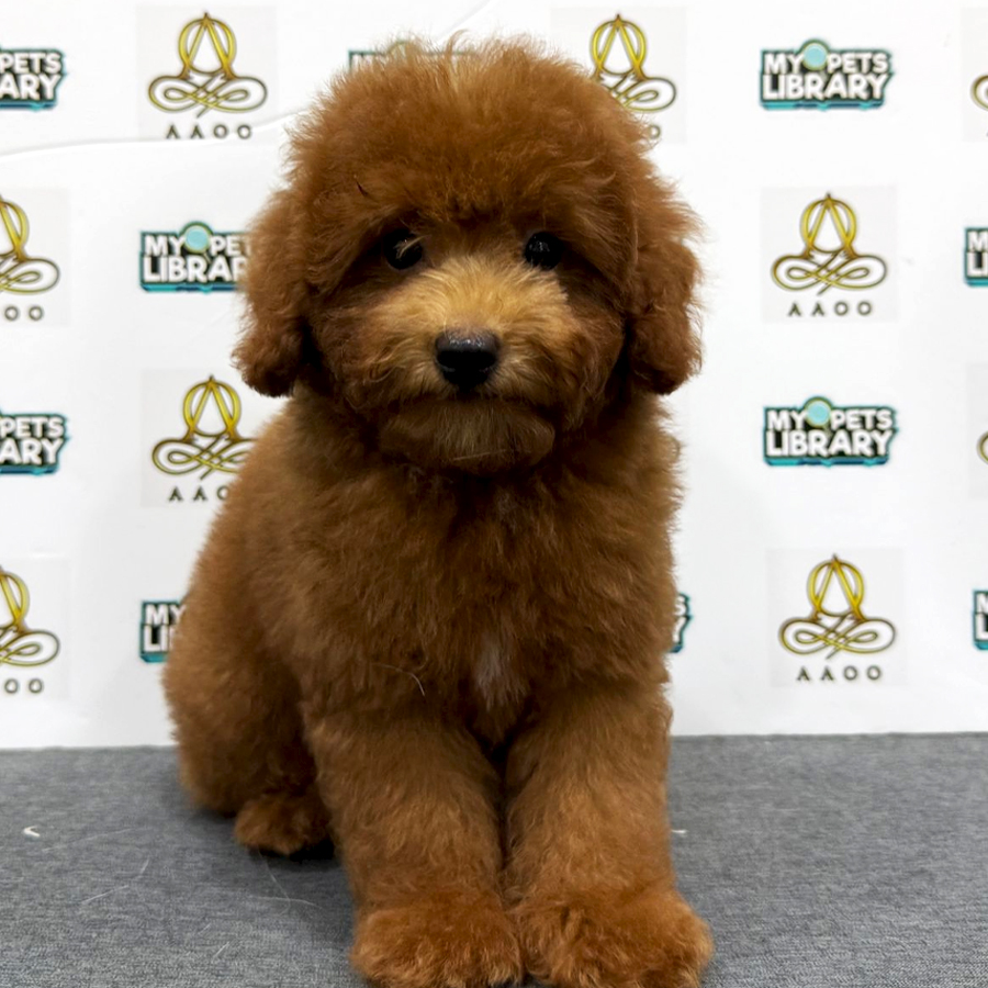 Toy Poodle Puppy