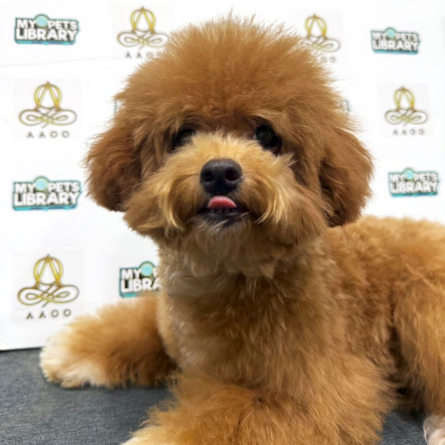Toy Poodle Puppy