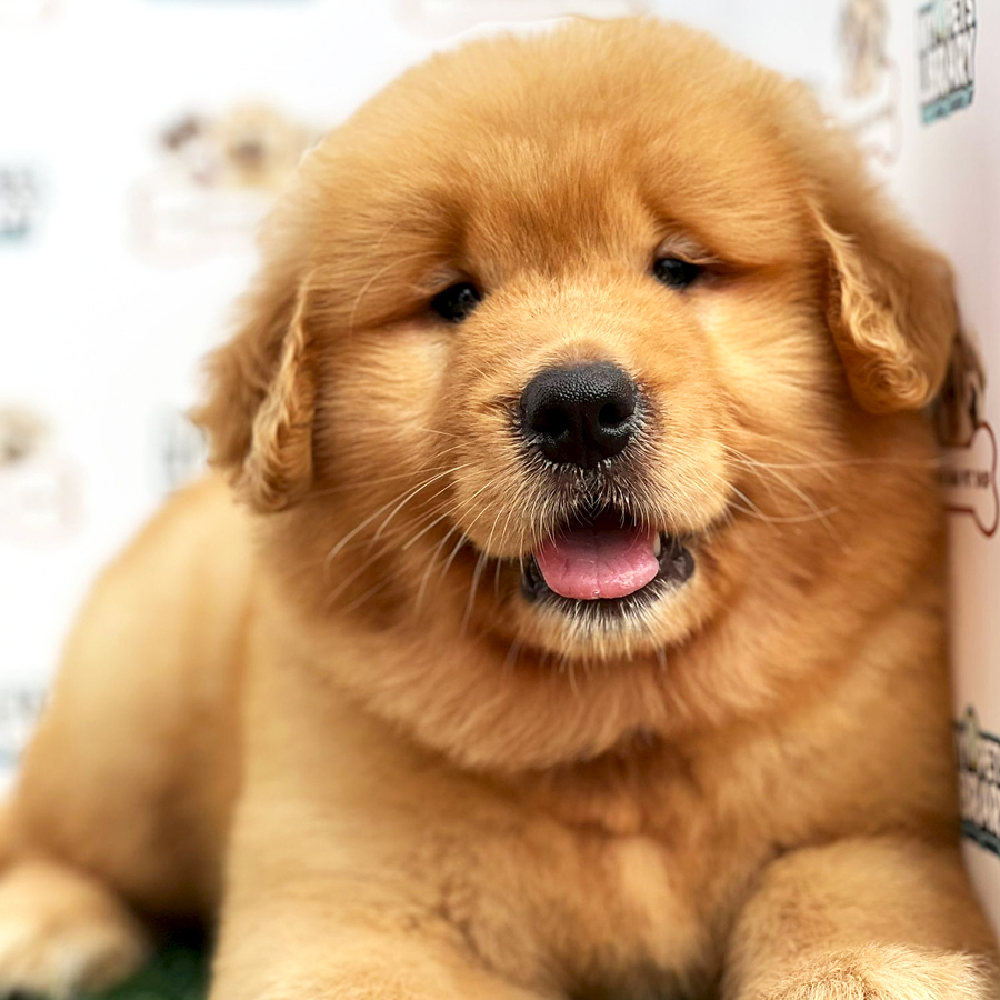 Golden Retriever Puppy