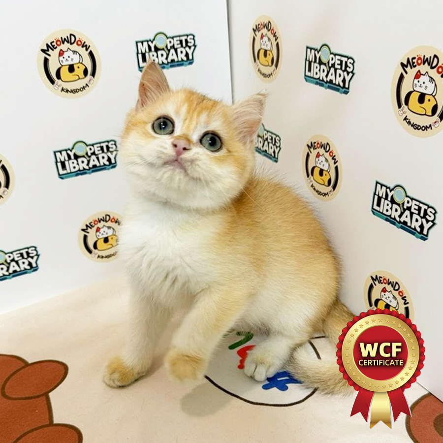 WCF British Shorthair Kitten