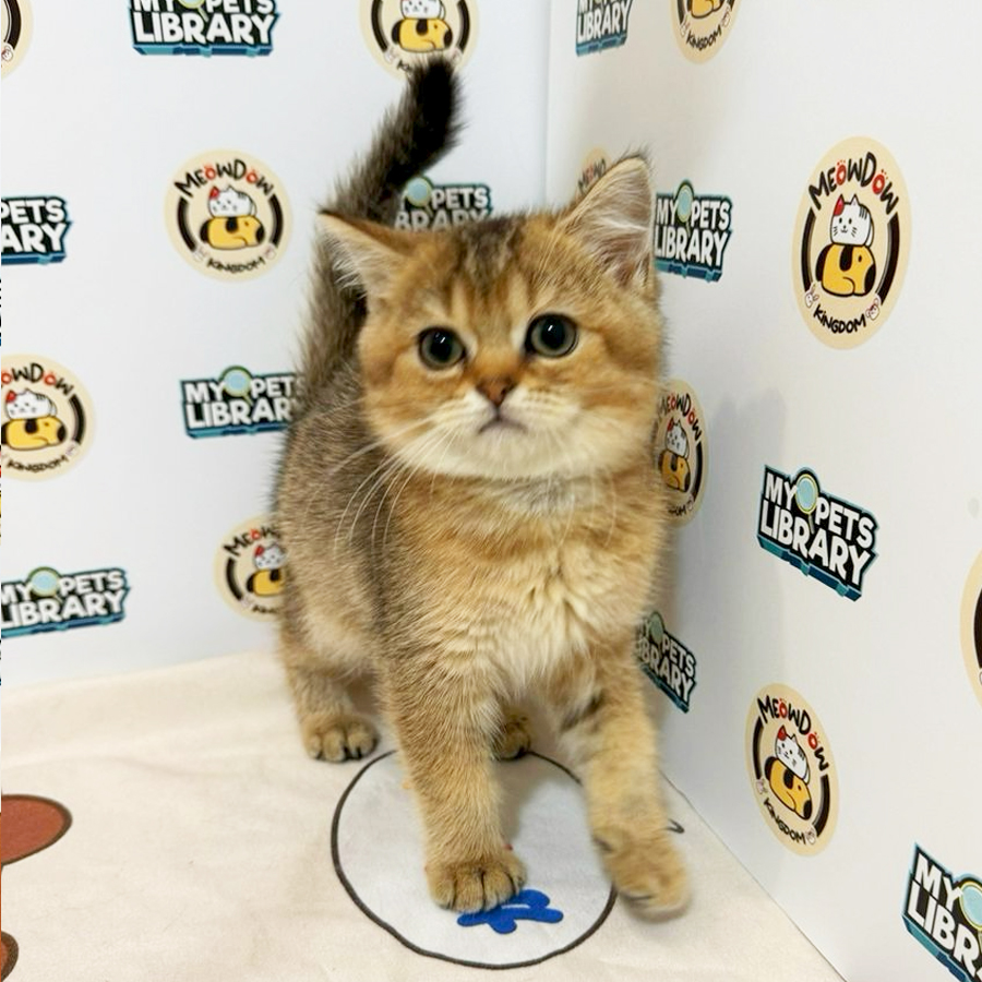 British Shorthair Kitten