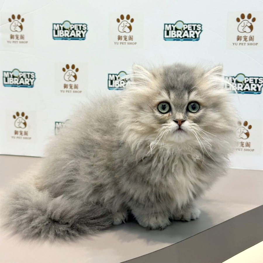 Minuet Napoleon Kitten
