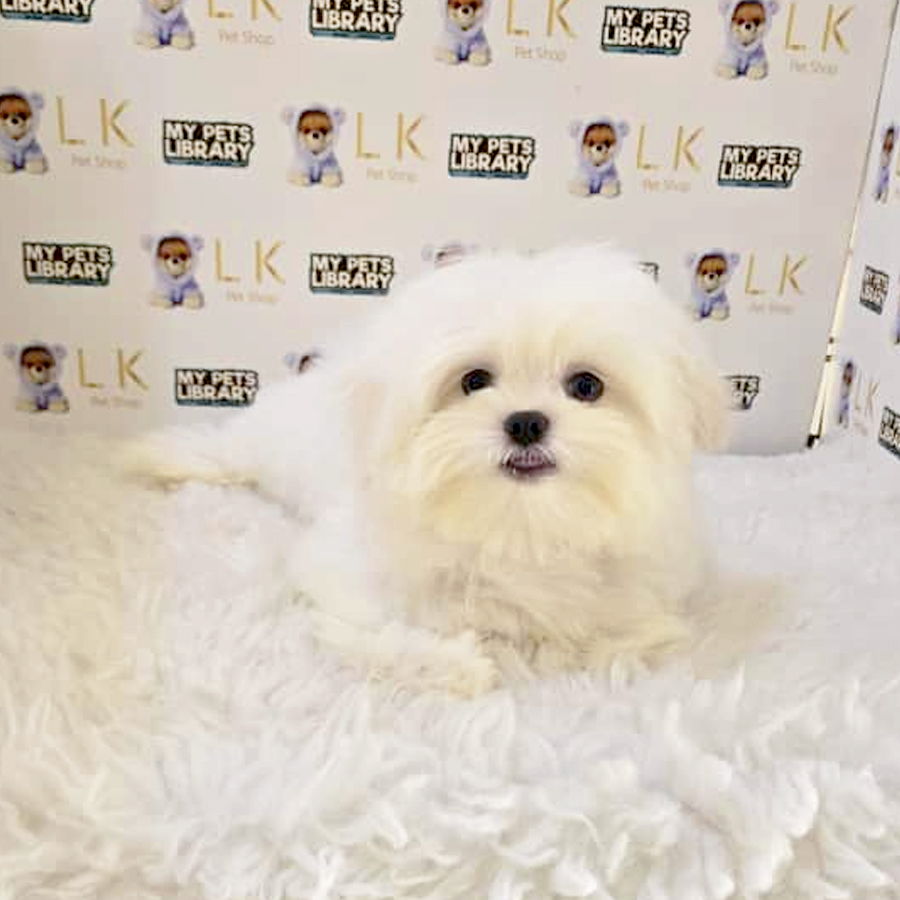 Maltipoo Puppy