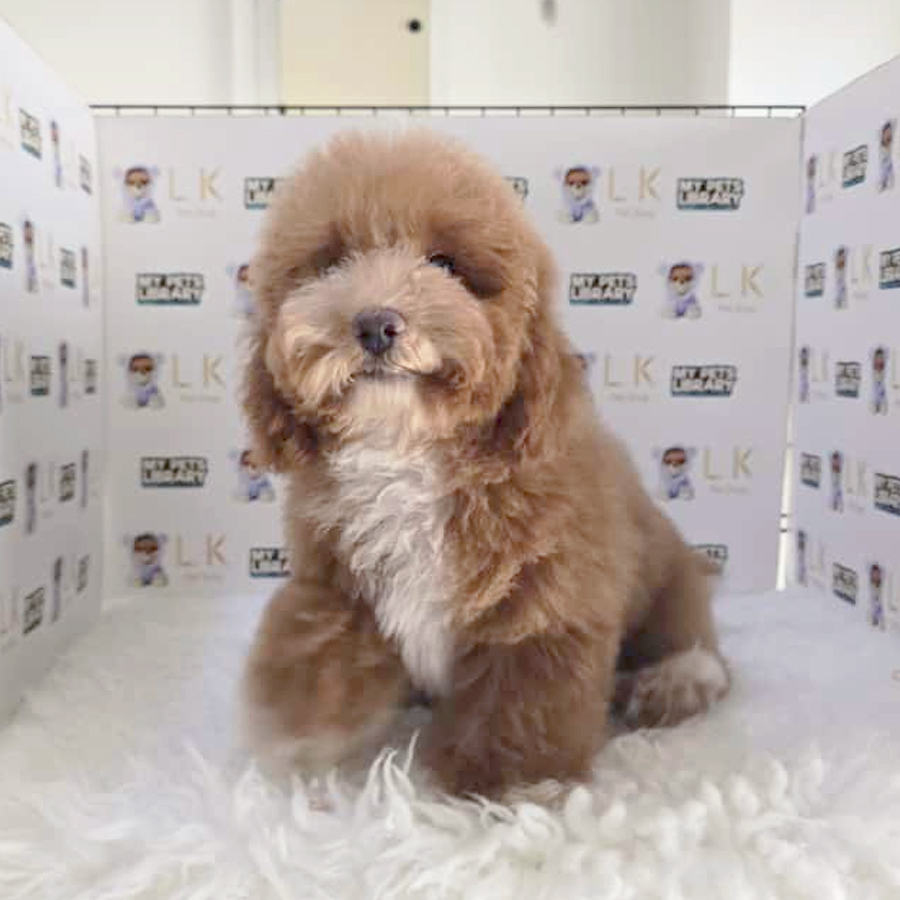 Cavapoo Puppy