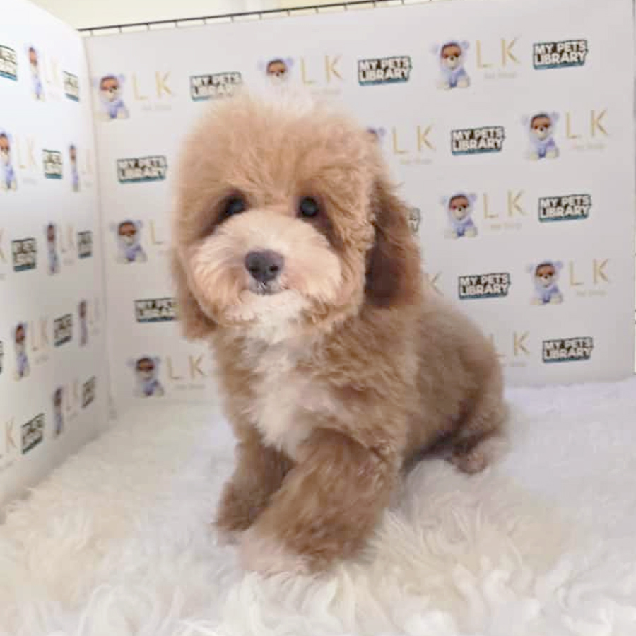 Toy Poodle Puppy