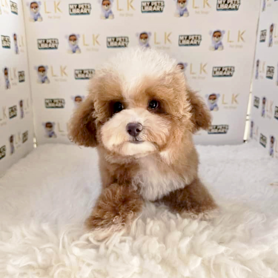 Toy Poodle Puppy