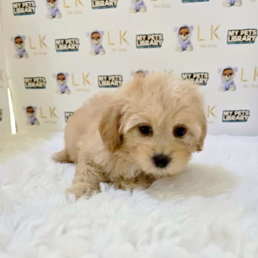 Maltipoo Puppy