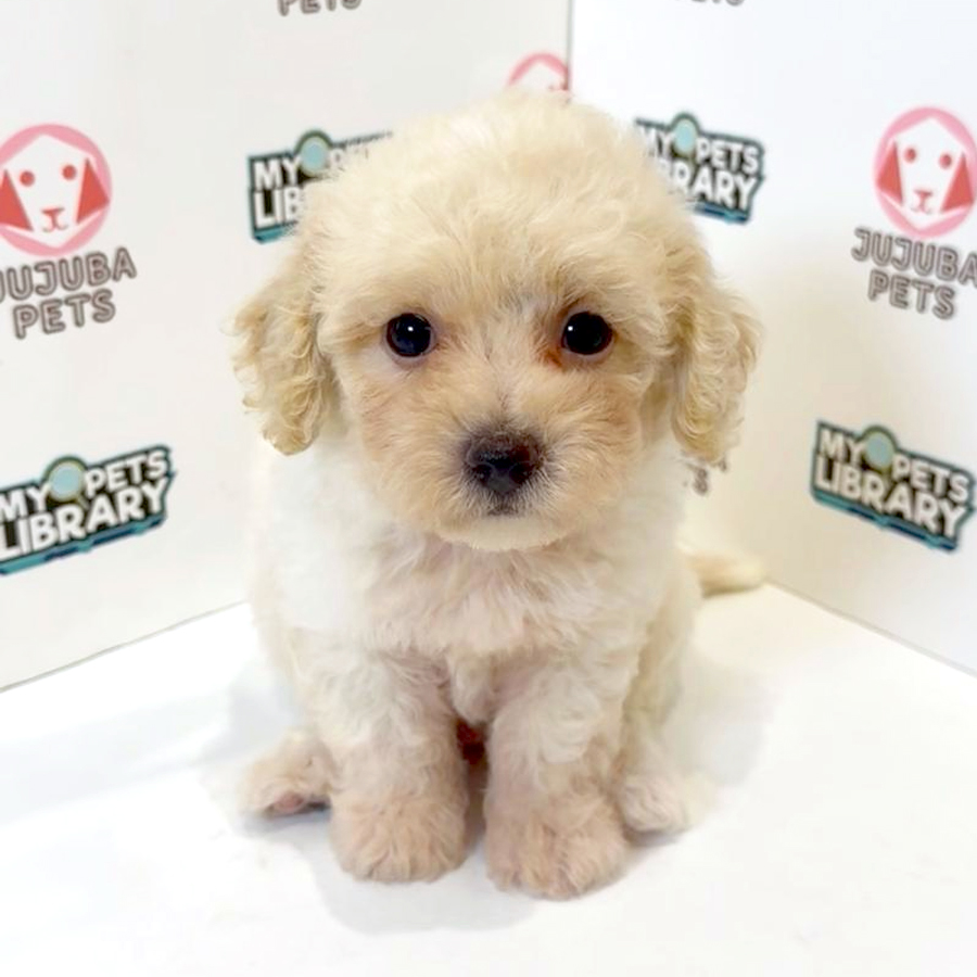 Poochon Puppy