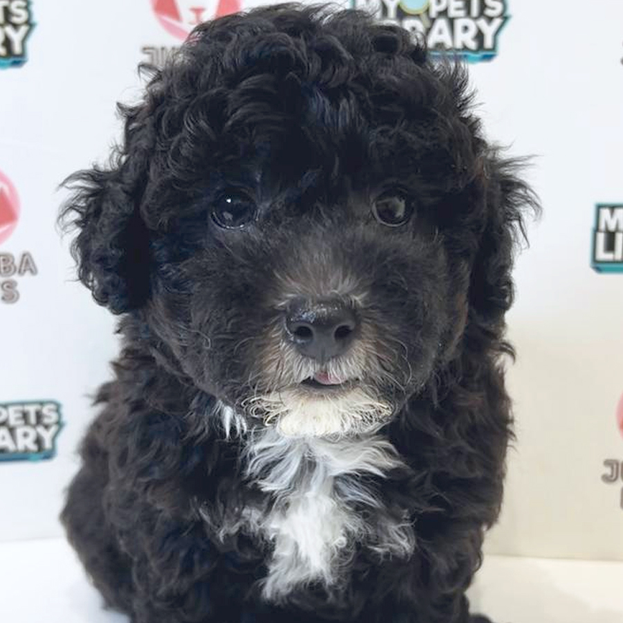 Toy Poodle Puppy
