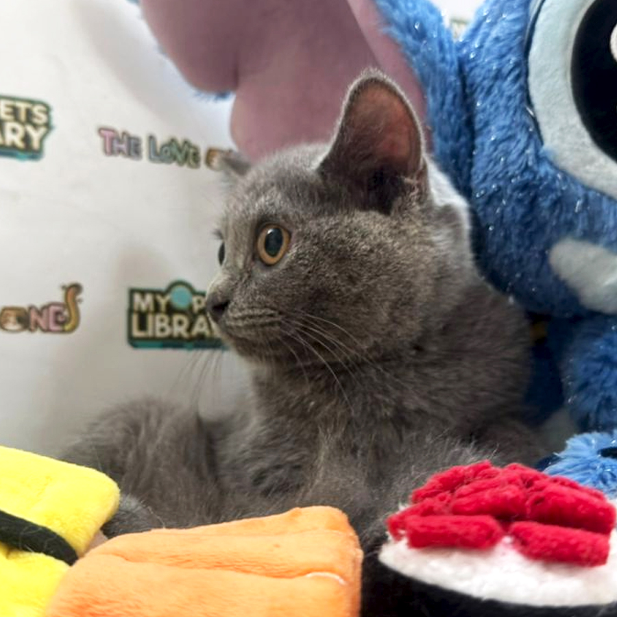 British Short Hair Kitten