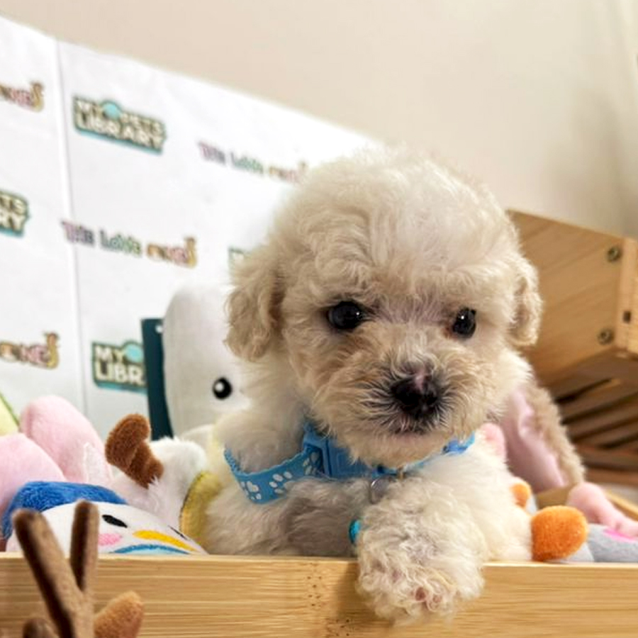 Tiny Poodle Puppy