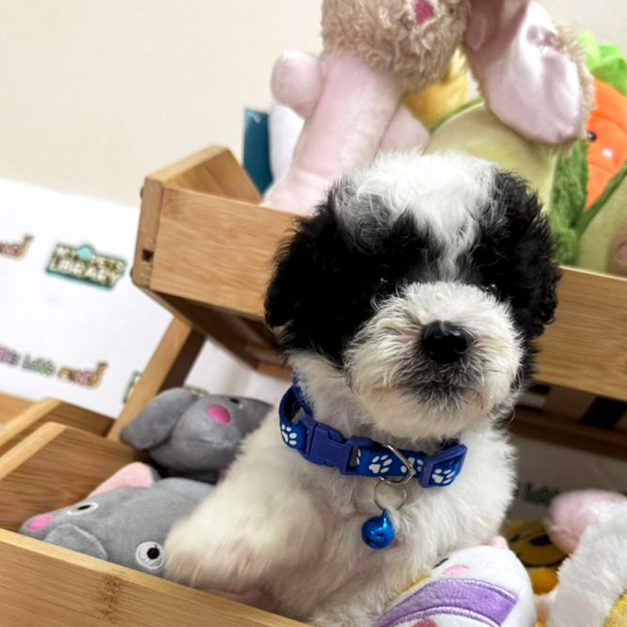 Tiny Poodle Puppy