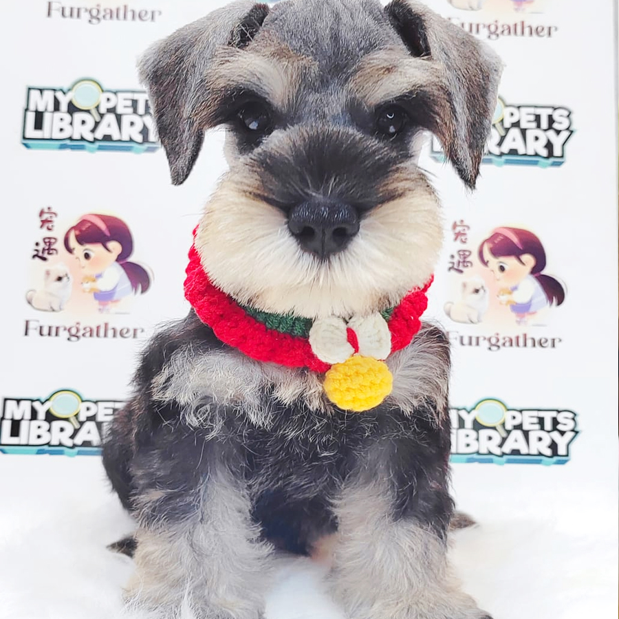 Schnauzer Puppy