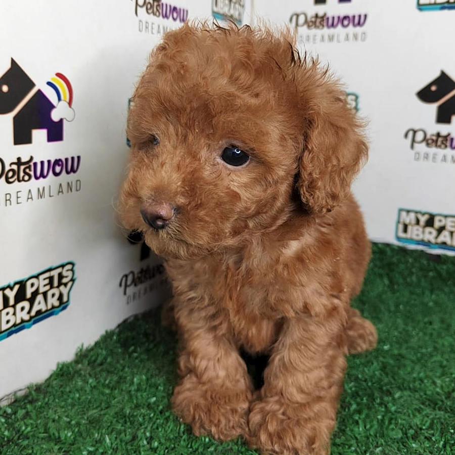 Poodle Puppy