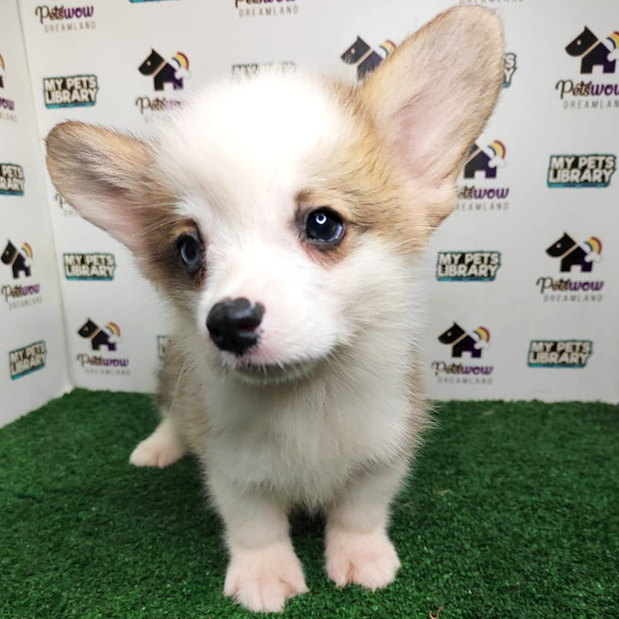Pembroke Welsh Corgi Puppy