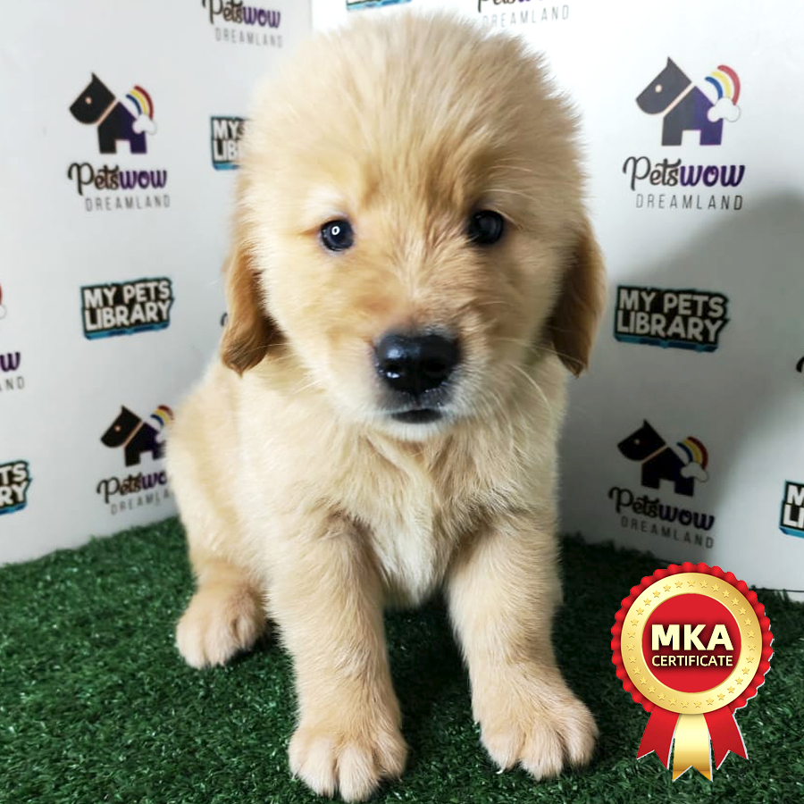 Golden Retriever Puppy