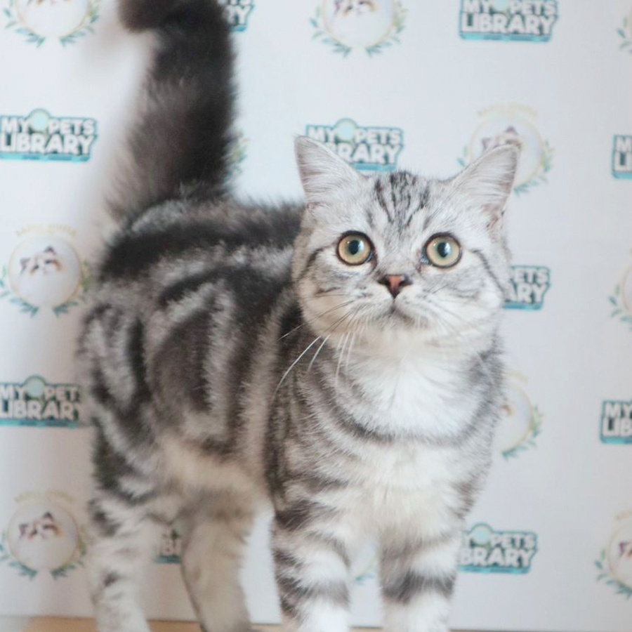 American Shorthair Kitten
