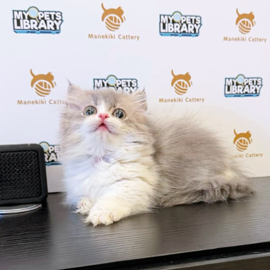 TICA Minuet Napoleon Kitten