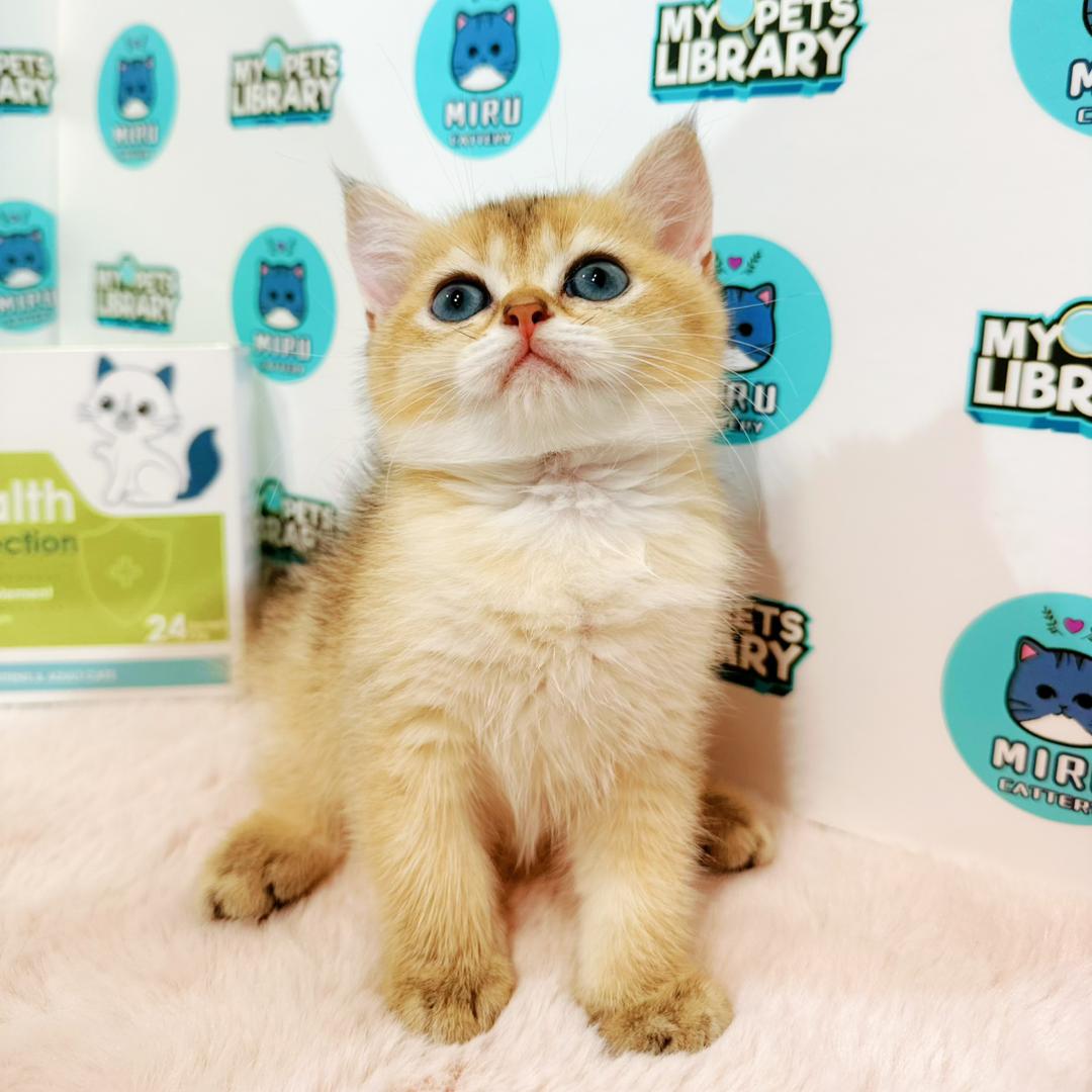 British Shorthair Kitten