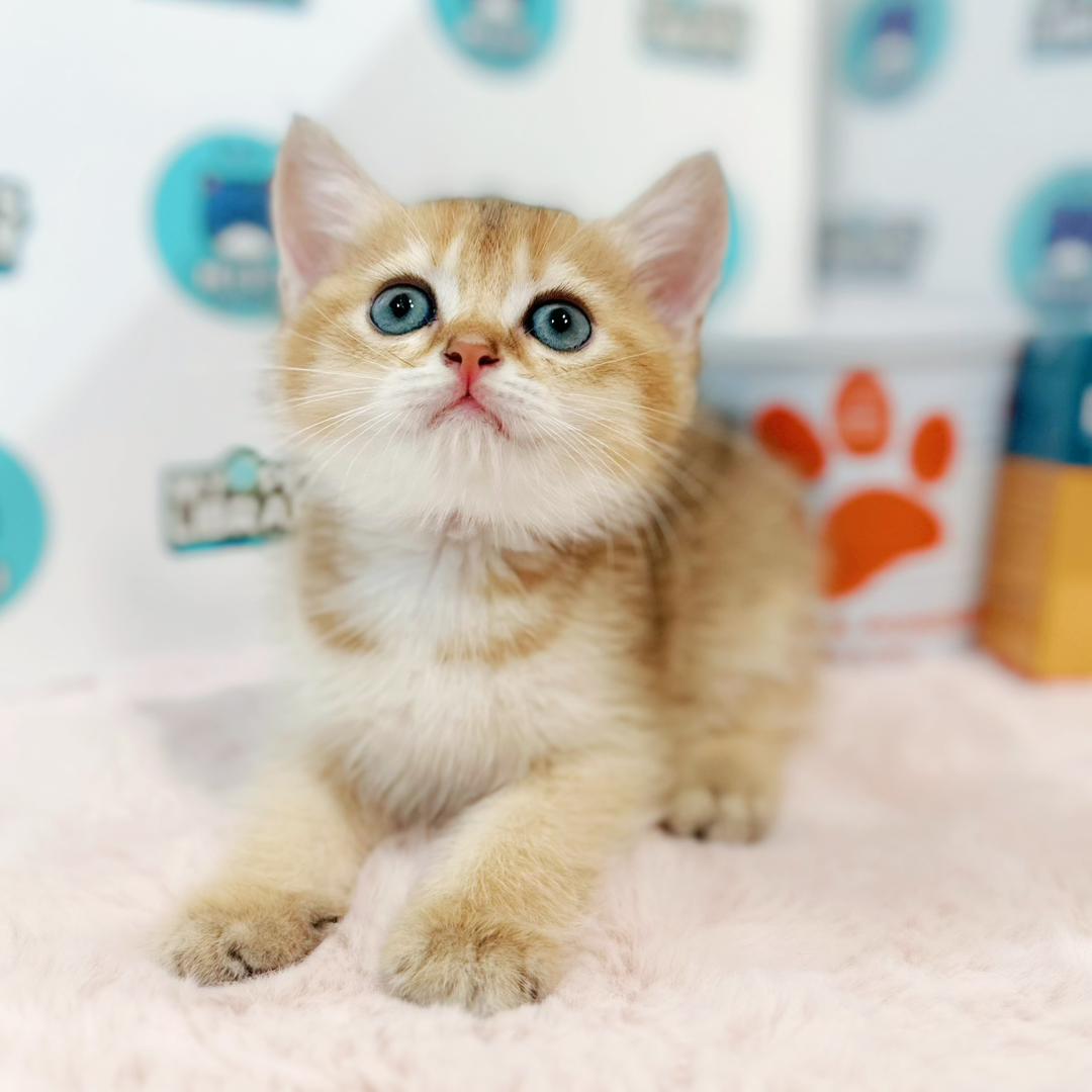 British Shorthair Kitten