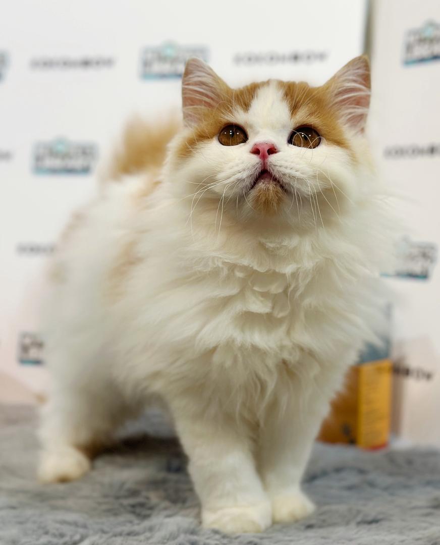 Persian Kitten