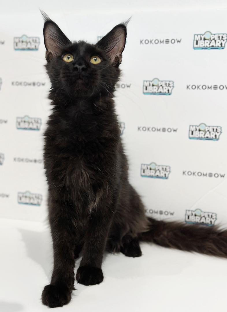 Maine Coon Kitten