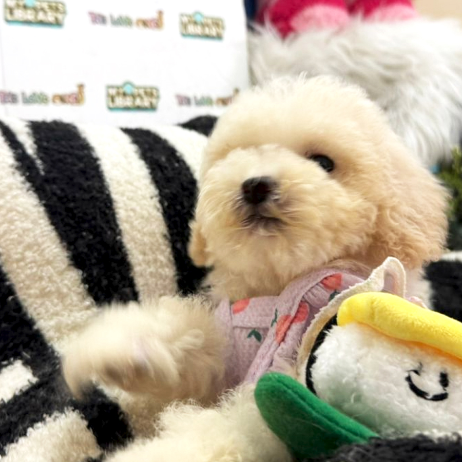 Tiny Poodle Puppy