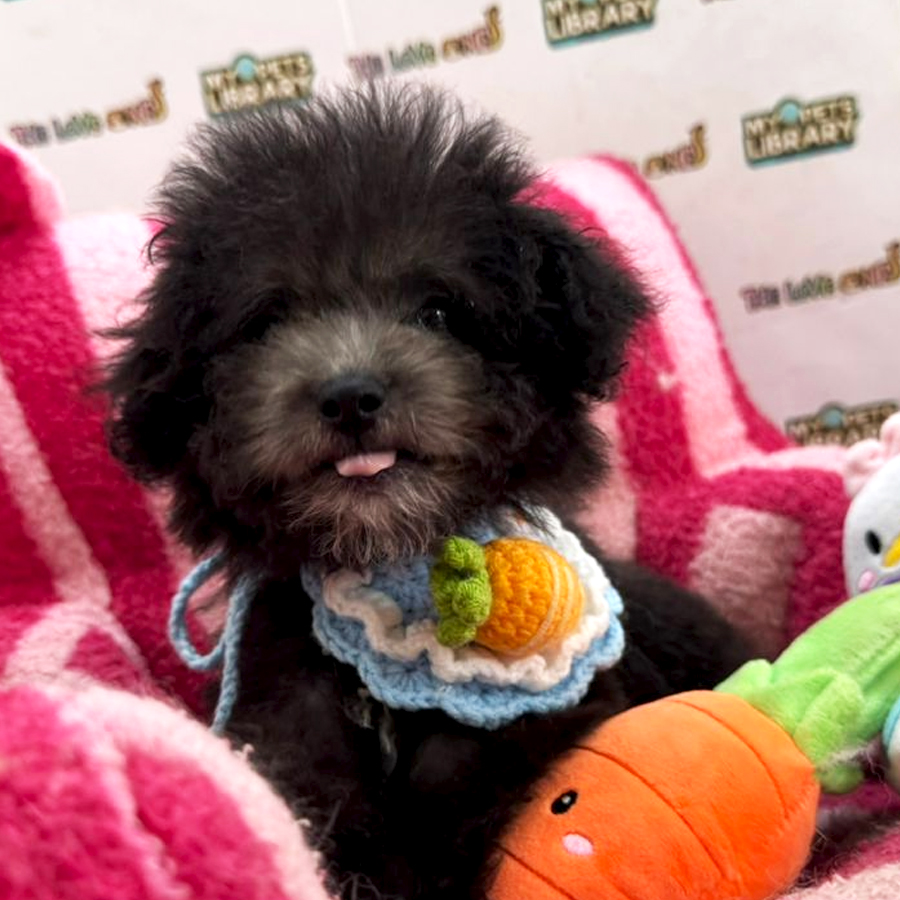 Tiny Poodle Puppy